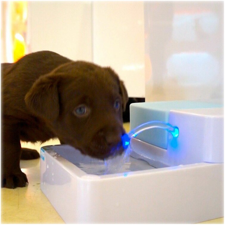 Dog water outlet bowl